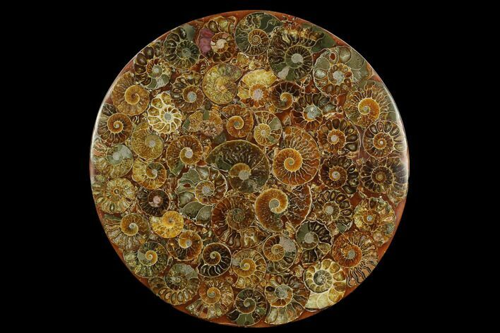 Composite Plate Of Agatized Ammonite Fossils #130553